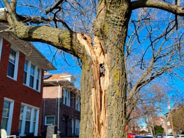 Emergency Tree Services