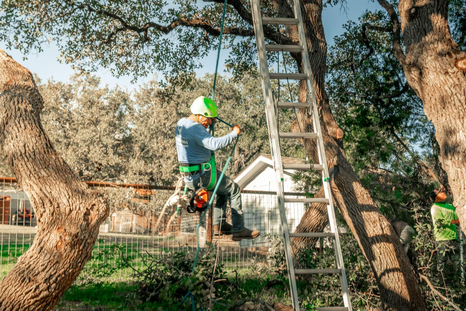 Large Tree Maintenance